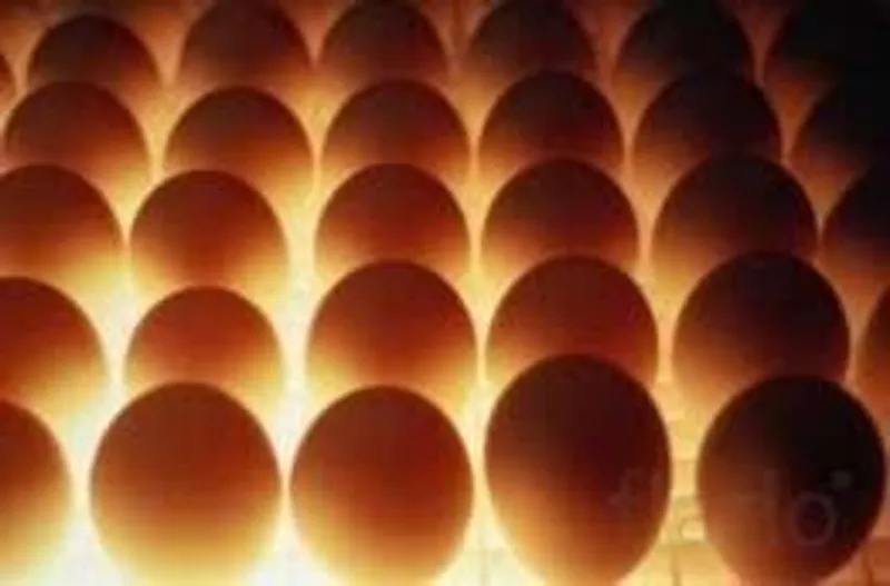 Инкубационное яйцо птицы разных пород
